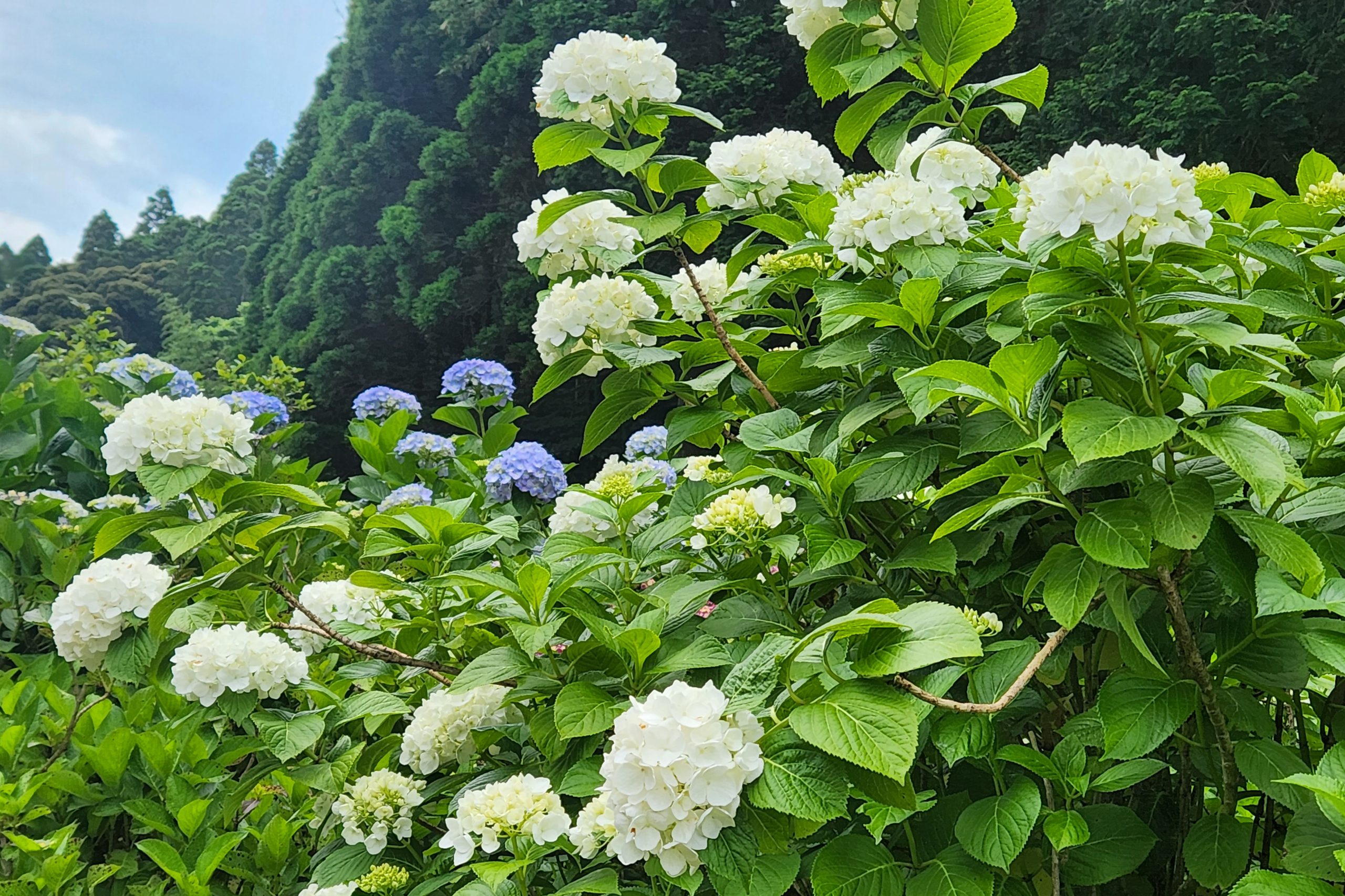 速報！！洗川あじさい園（5月末現在） | 日置市観光協会